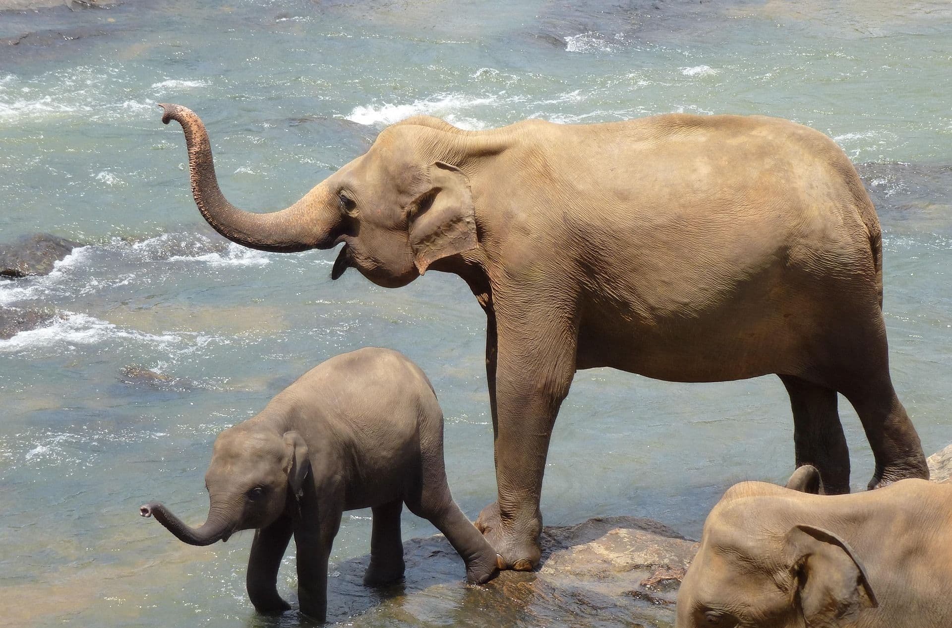 Two elephants in the water.