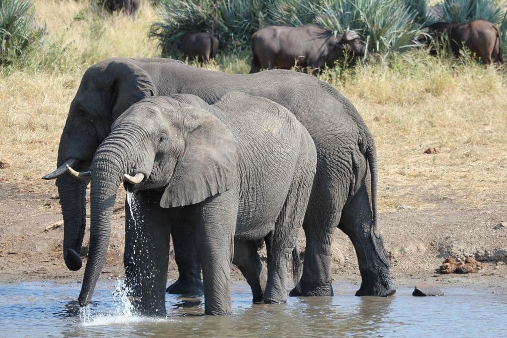 Elephants walking through water.