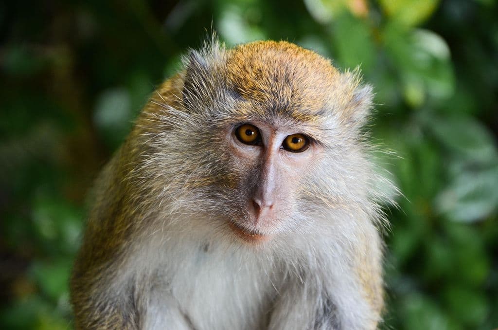 Close-up of a monkey.