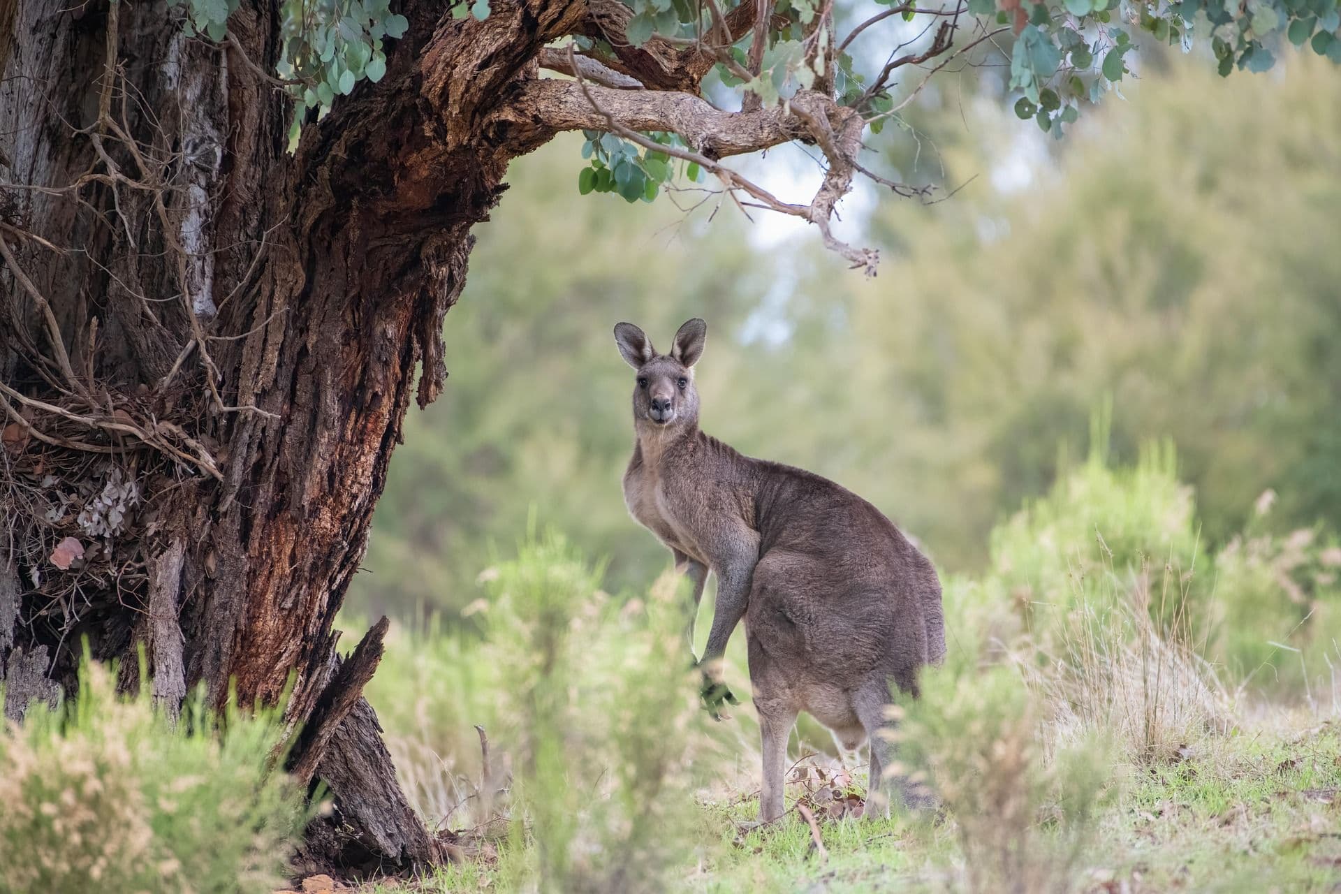 A kangaroo next to a tree.