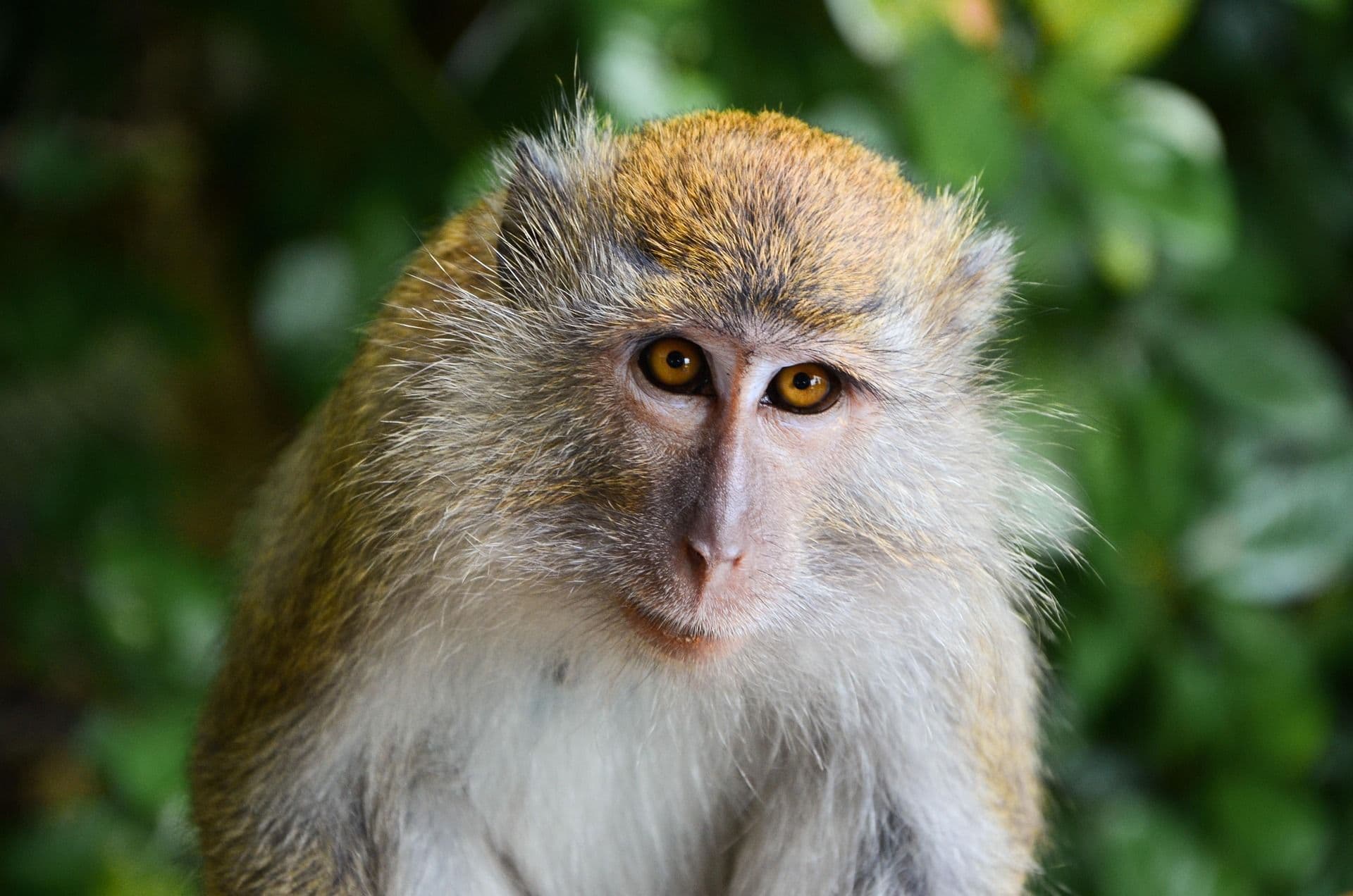 Close-up of a monkey.